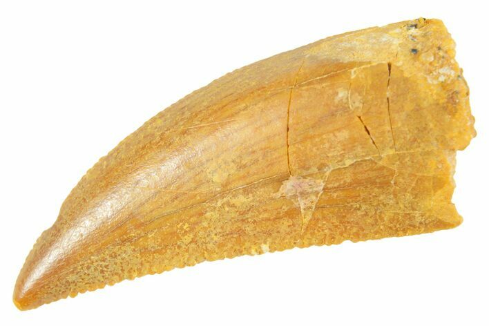 Serrated Raptor Tooth - Real Dinosaur Tooth #364732